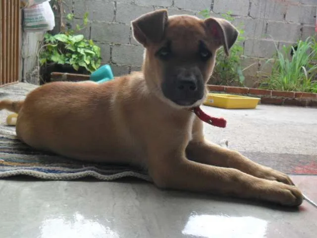 Cachorro ra a SRD idade 2 a 6 meses nome MEL