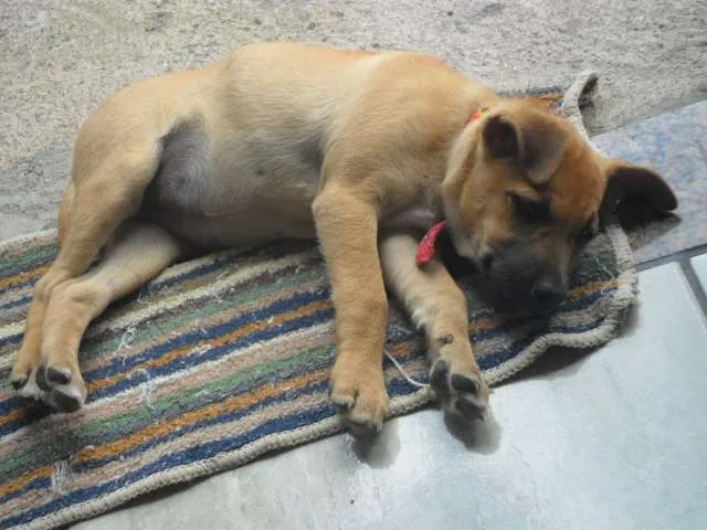 Cachorro ra a SRD idade 2 a 6 meses nome MEL
