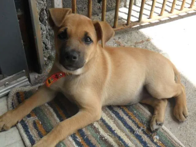 Cachorro ra a SRD idade 2 a 6 meses nome MEL