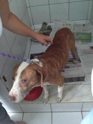 Cachorro raça PIBULL idade 6 ou mais anos nome ARENA