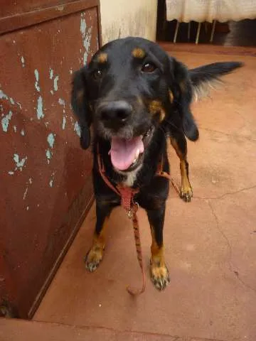 Cachorro ra a SRD idade 2 anos nome Thor