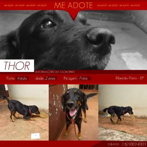 Cachorro ra a SRD idade 2 anos nome Thor