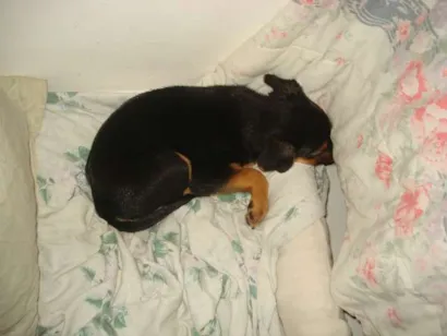 Cachorro raça vira lata idade Abaixo de 2 meses nome Lilika