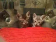 Tom e Lele 