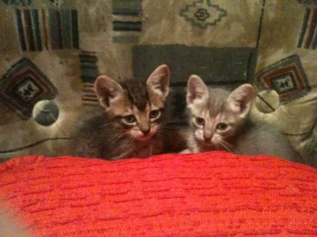 Gato ra a SRD idade Abaixo de 2 meses nome Tom e Lele 
