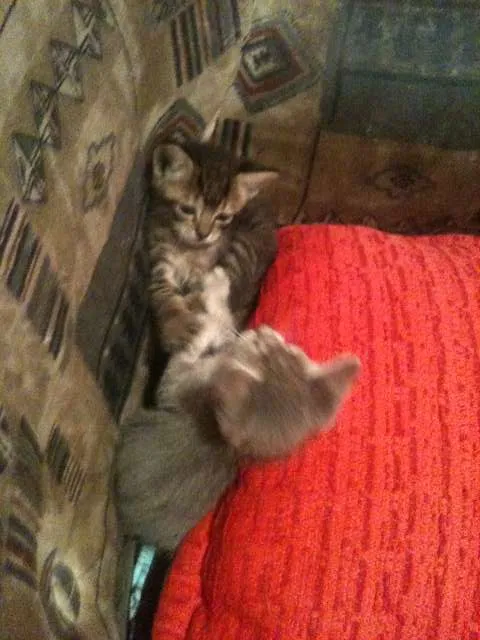 Gato ra a SRD idade Abaixo de 2 meses nome Tom e Lele 