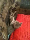 Tom e Lele 