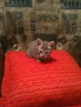 Tom e Lele 