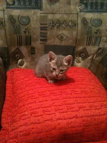 Gato ra a SRD idade Abaixo de 2 meses nome Tom e Lele 