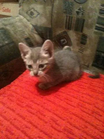 Gato ra a SRD idade Abaixo de 2 meses nome Tom e Lele 