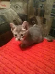 Tom e Lele