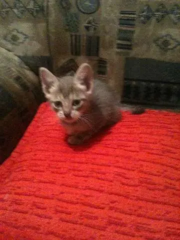 Gato ra a SRD idade Abaixo de 2 meses nome Tom e Lele 