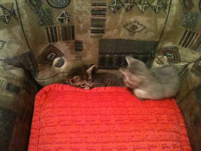 Gato ra a SRD idade Abaixo de 2 meses nome Tom e Lele 