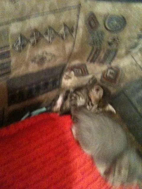 Gato ra a SRD idade Abaixo de 2 meses nome Tom e Lele 
