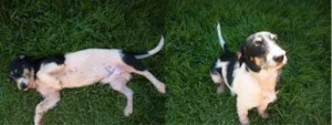 Cachorro raça SRD idade  nome Cão Encontrado