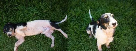 Cachorro ra a SRD idade  nome Cão Encontrado