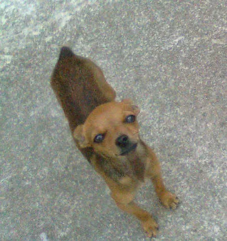 Cachorro ra a Pinscher idade 2 anos nome cacau