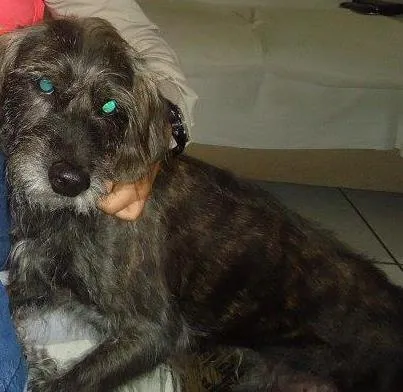 Cachorro ra a SRD idade 5 anos nome Preto