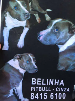 Cachorro raça Pit-Bull idade 5 anos nome BELINHA GRATIFICA