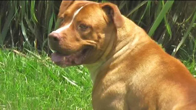 Cachorro ra a Pit-Bull idade 2 anos nome ZEUS