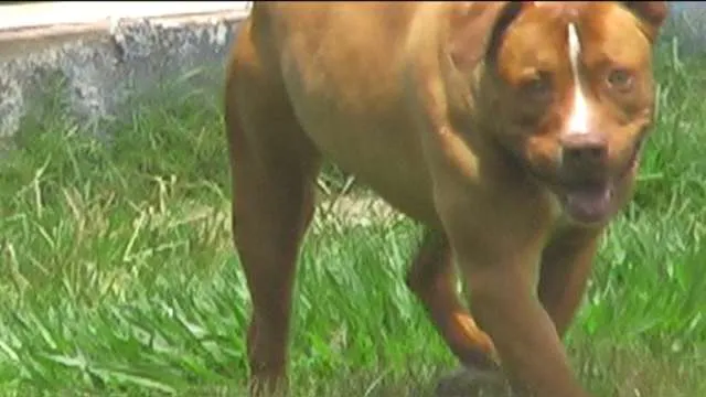 Cachorro ra a Pit-Bull idade 2 anos nome ZEUS