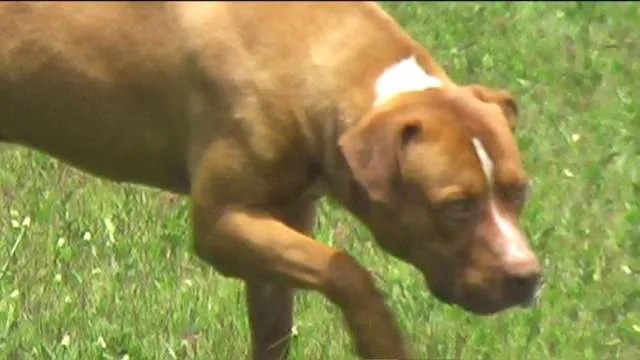 Cachorro ra a Pit-Bull idade 2 anos nome ZEUS