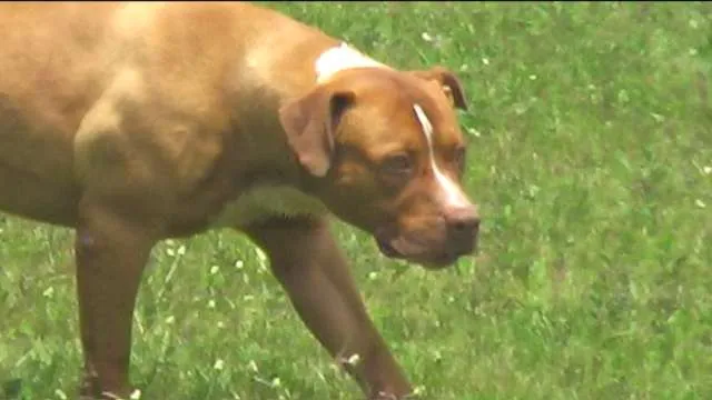 Cachorro ra a Pit-Bull idade 2 anos nome ZEUS