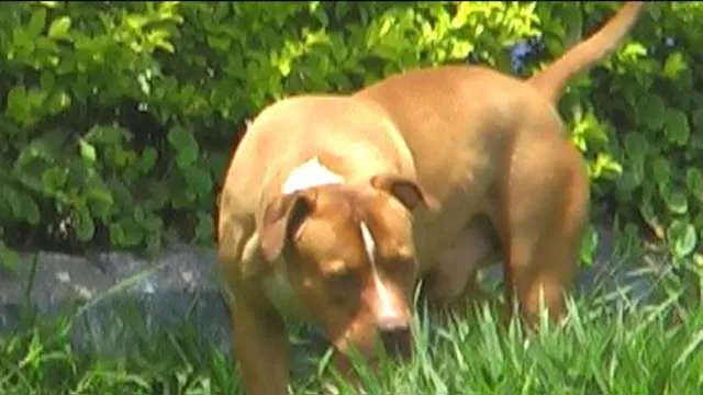 Cachorro ra a Pit-Bull idade 2 anos nome ZEUS
