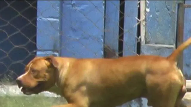 Cachorro ra a Pit-Bull idade 2 anos nome ZEUS