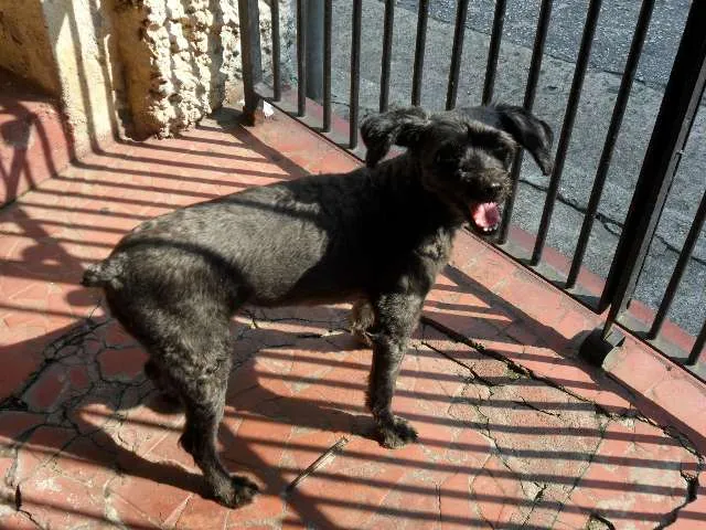 Cachorro ra a Poodle idade 4 anos nome TECA