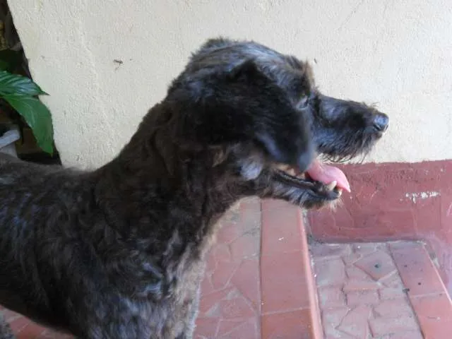 Cachorro ra a Poodle idade 4 anos nome TECA