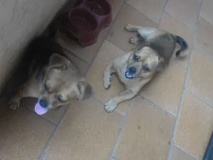Cachorro raça piquenes misturado idade 2 anos nome Thomas e Escubi