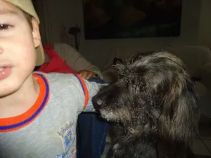 Cachorro raça SRD idade 5 anos nome Preto