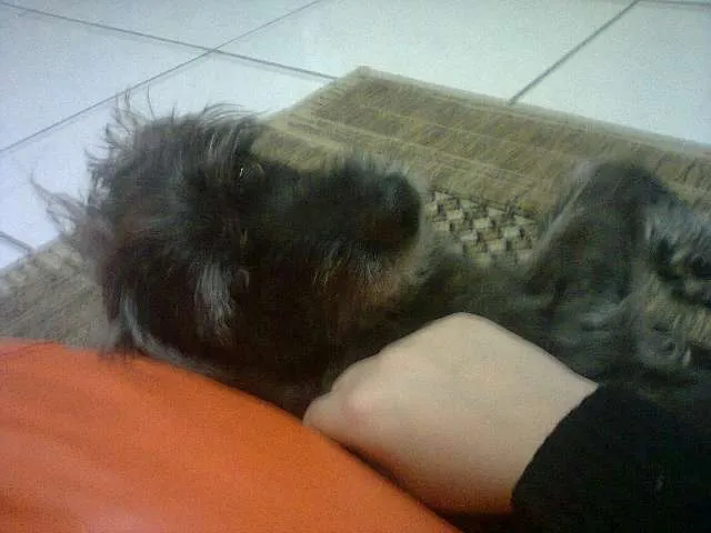 Cachorro ra a SRD idade 5 anos nome Preto