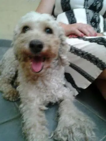 Cachorro ra a Poodle idade 7 a 11 meses nome cachorrinha