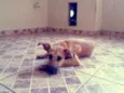 Farofa