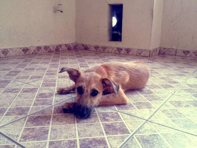 Cachorro raça SRD idade 2 a 6 meses nome Farofa