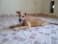 Farofa