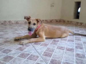Cachorro raça SRD idade 2 a 6 meses nome Farofa
