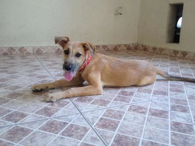 Cachorro raça SRD idade 2 a 6 meses nome Farofa