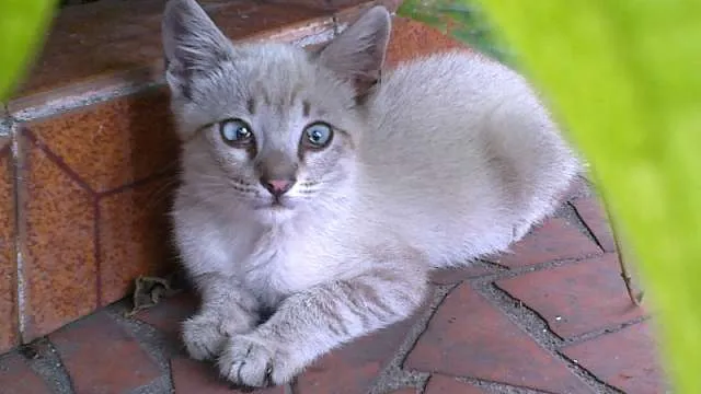 Gato ra a SRD idade Abaixo de 2 meses nome Bob