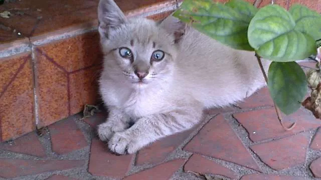 Gato ra a SRD idade Abaixo de 2 meses nome Bob