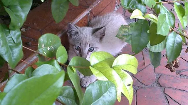 Gato ra a SRD idade Abaixo de 2 meses nome Bob