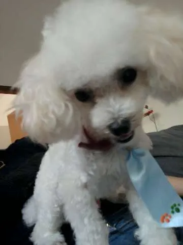 Cachorro ra a Poodle idade 2 anos nome NICK GRATIFICA