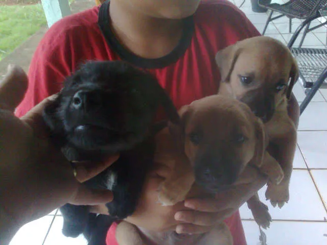 Cachorro ra a srd idade Abaixo de 2 meses nome filhotes