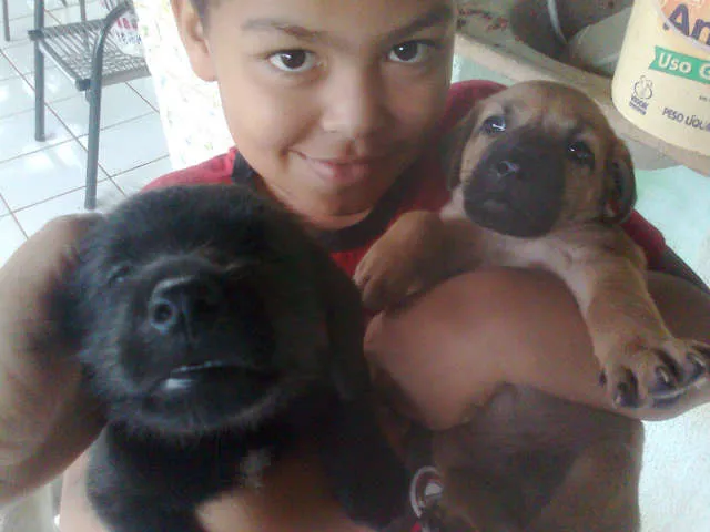 Cachorro ra a srd idade Abaixo de 2 meses nome filhotes