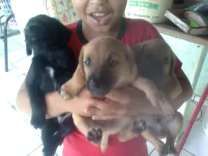 Cachorro raça srd idade Abaixo de 2 meses nome filhotes