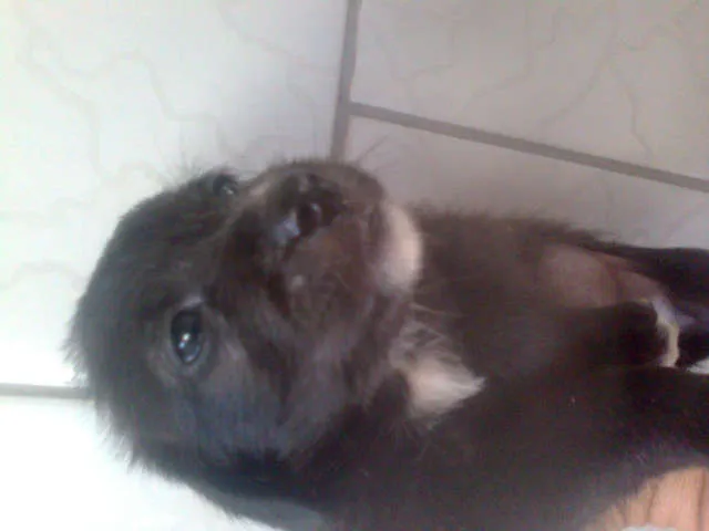 Cachorro ra a SRD idade Abaixo de 2 meses nome filhotes