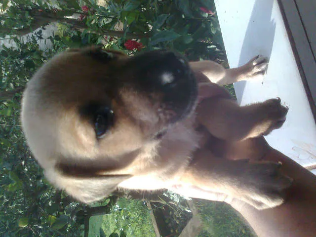 Cachorro ra a SRD idade Abaixo de 2 meses nome filhotes