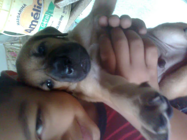 Cachorro ra a SRD idade Abaixo de 2 meses nome filhotes